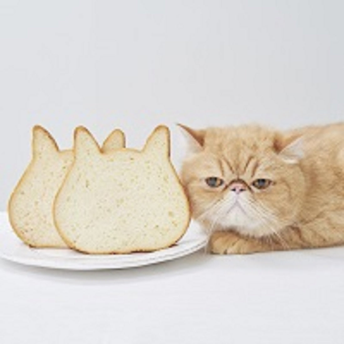 🐈おうちのねこねこ🐈毎月22日限定企画スタート!!