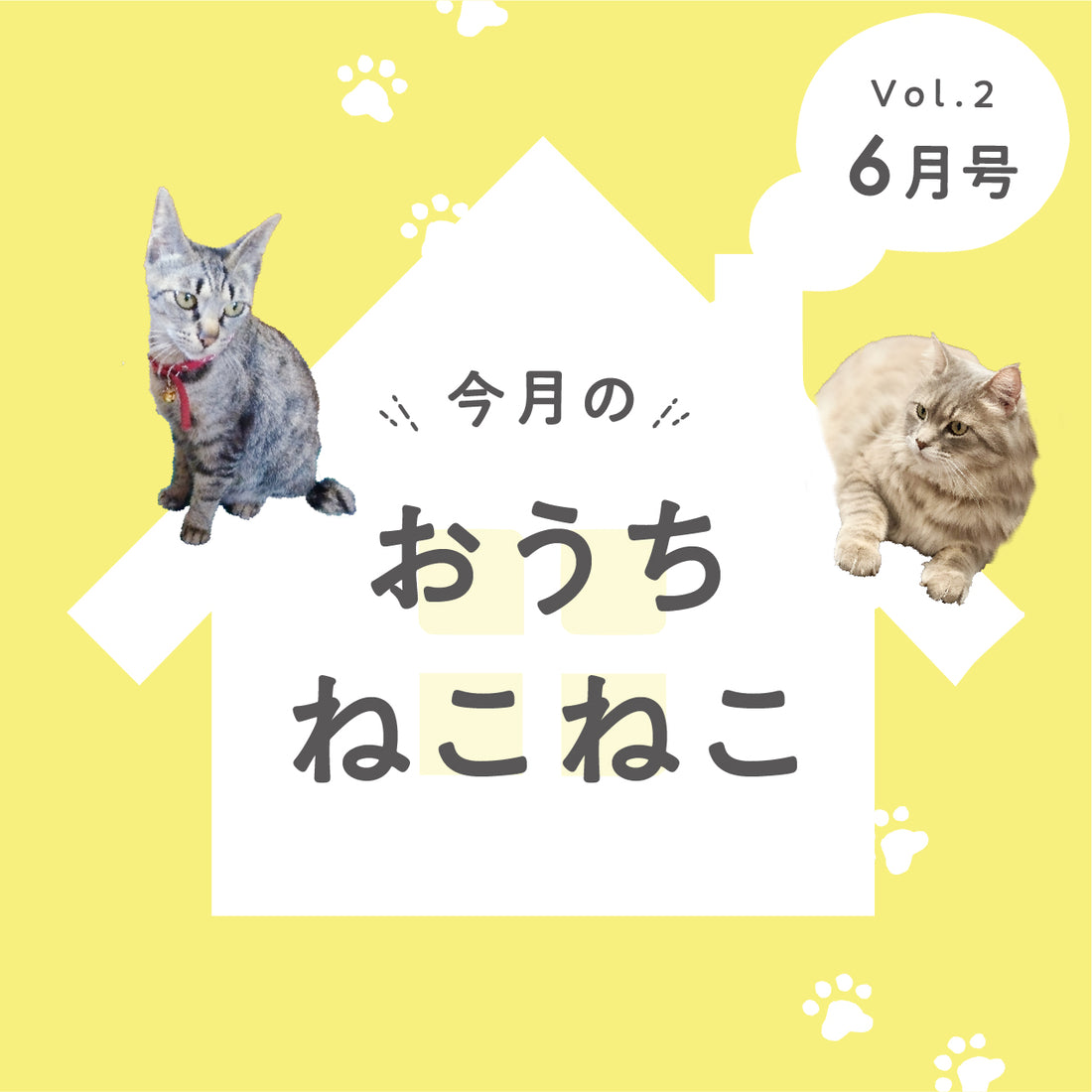 🐈おうちのねこねこ🐈第2弾(あすかちゃん・大ちゃん)