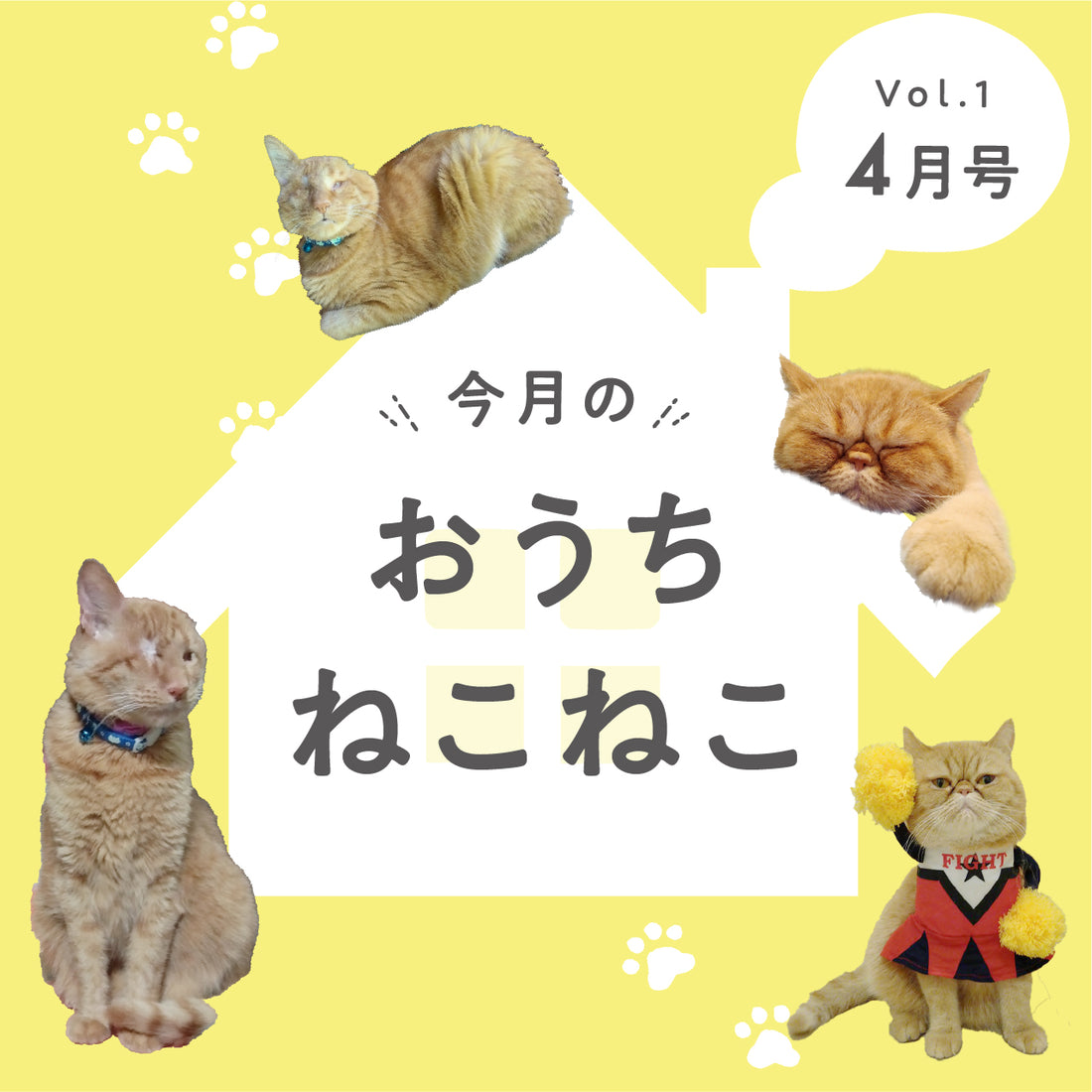 🐈おうちのねこねこ🐈第1弾(うららちゃん・メメたん)